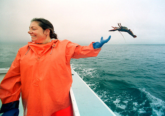 Oil Spill, lobster replenishment